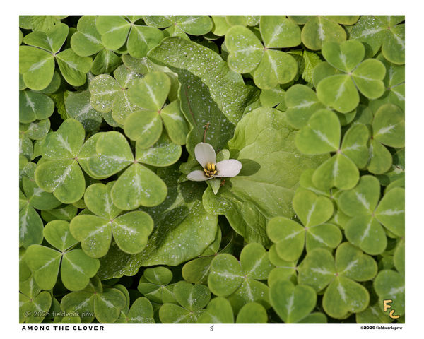 8" × 10" photo print · Among the clover