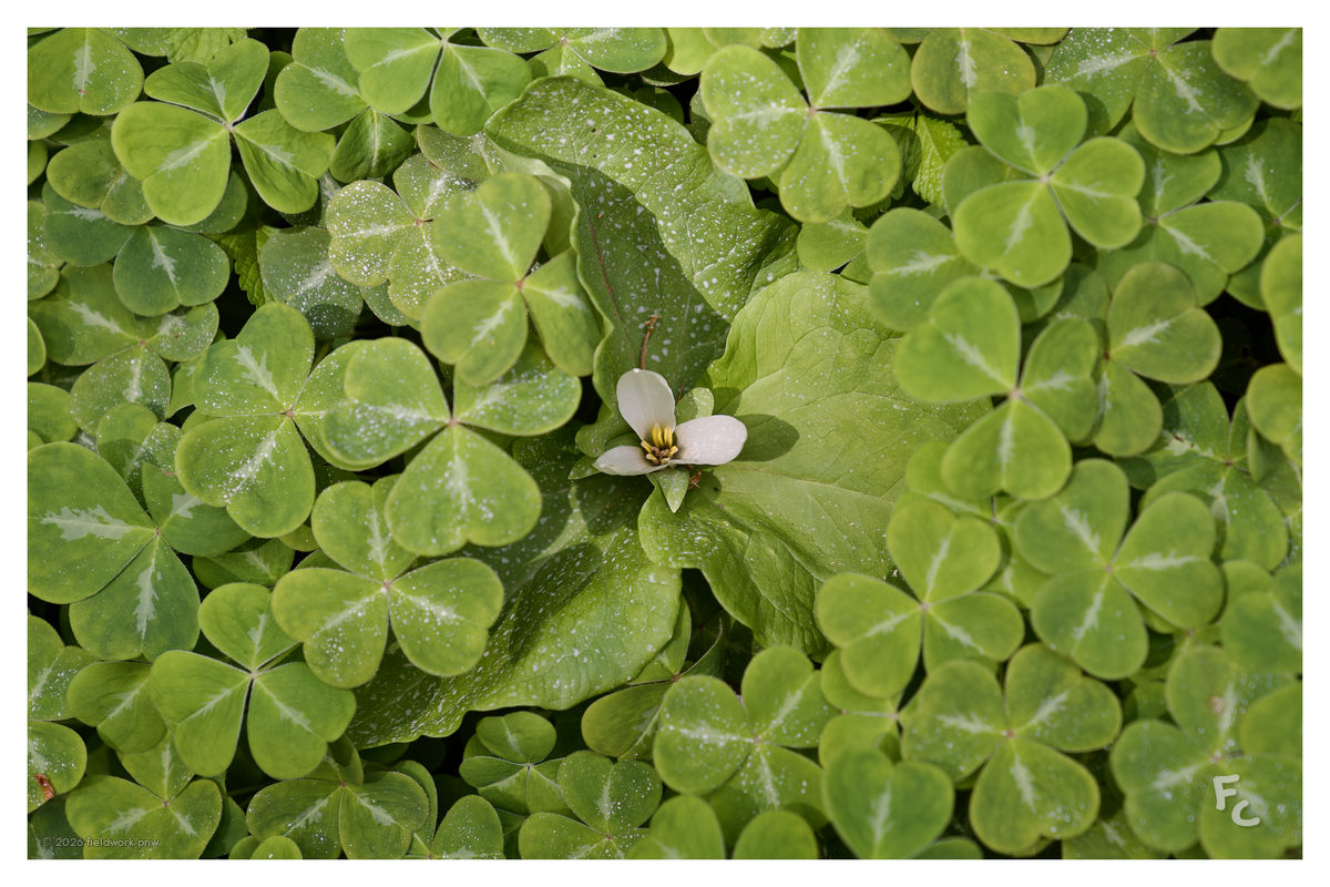 Among the clover · fieldwork pnw postcard
