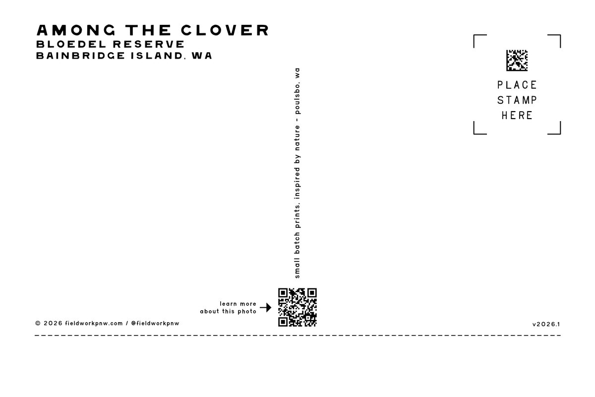 Among the clover · postcard mailing side