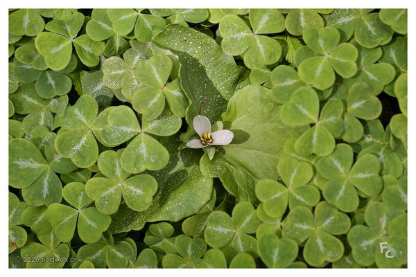 4" × 6" postcard front · Among the clover