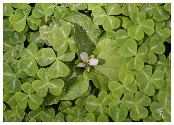 5" × 7" postcard front · Among the clover