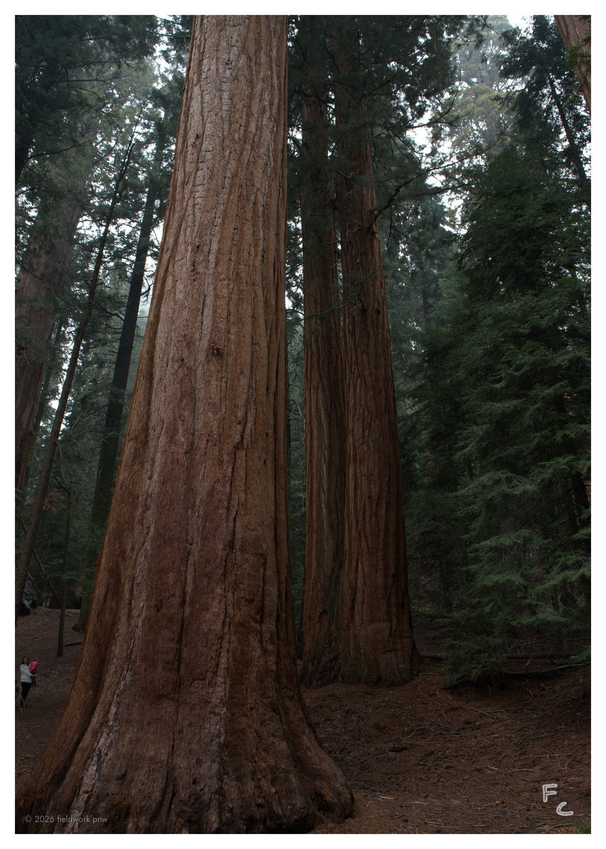 CA-0003 — Postcard