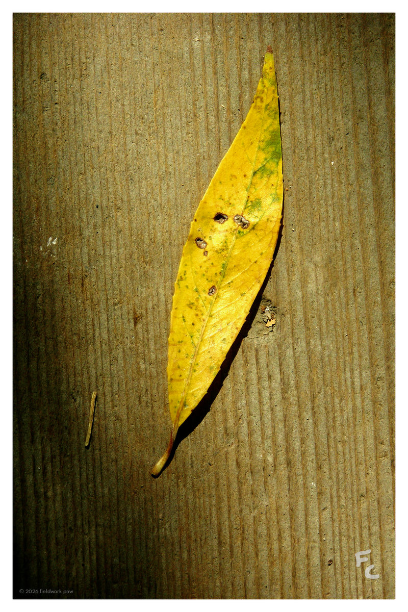 OH-0001 — Postcard · front