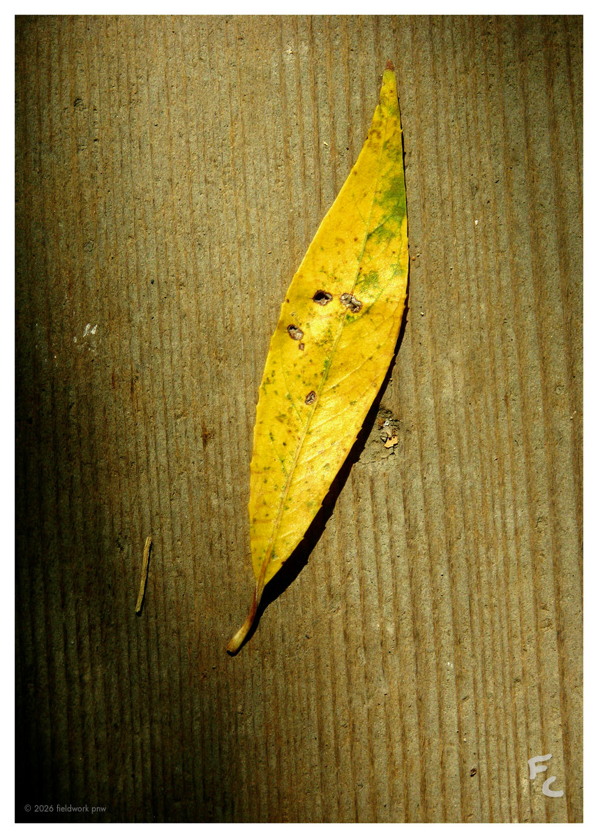 OH-0001 — Postcard
