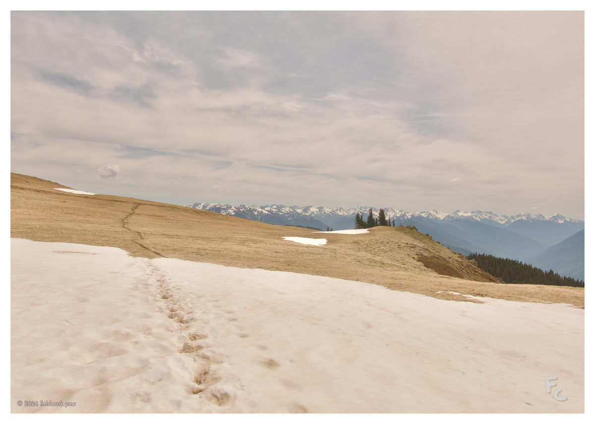 ONP-0009 — Postcard